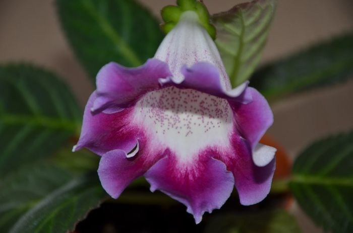 Hibrid Slipper Rosu si Crep - Gloxinii 2014