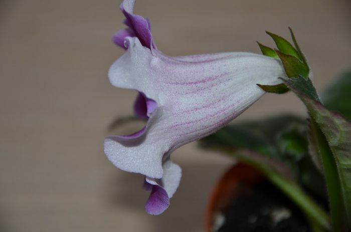 Hibrid Slipper Rosuc si Crep - Gloxinii 2014