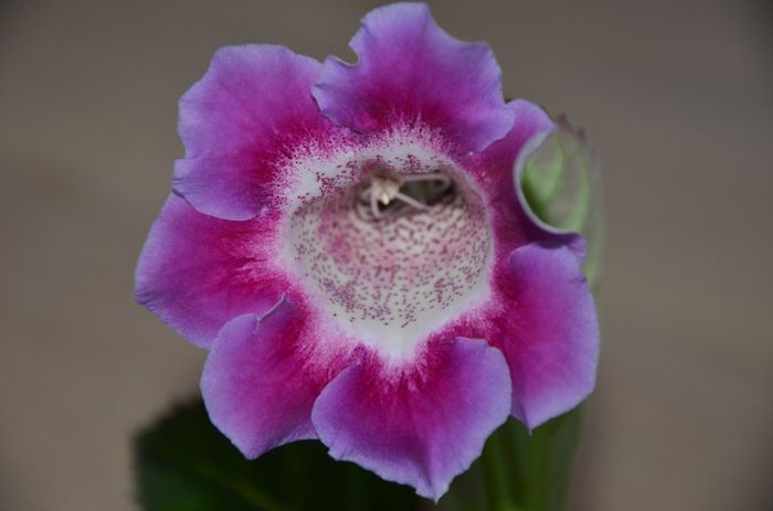 Hibrid Slipper Rosu si Crep - Gloxinii 2014