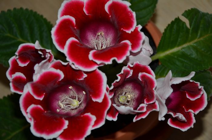 Kaiser Friederih - Gloxinii 2014