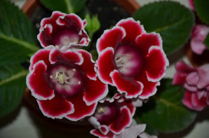 Kaiser Friederih - Gloxinii 2014