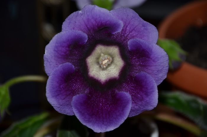 Tigrina blue I - Gloxinii 2014