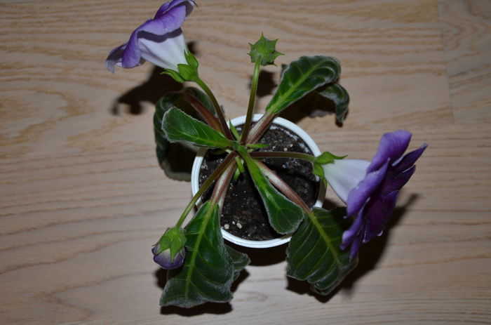 Tigrina Blue I - Gloxinii 2014