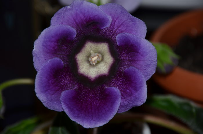 Tigrina Blue - Gloxinii 2014