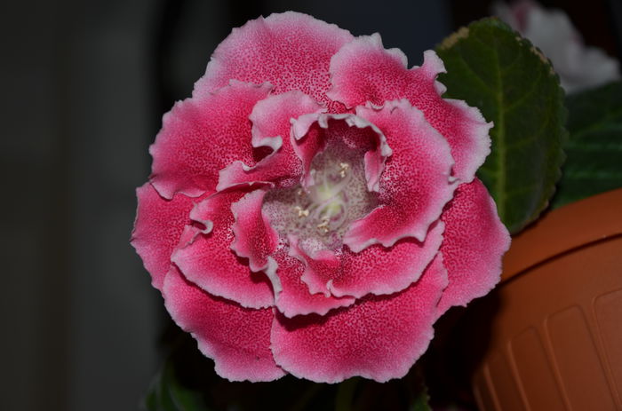 TV-Raspberry Souffle - Gloxinii 2014