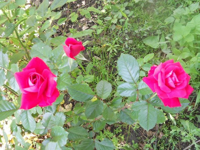 DSCN6386