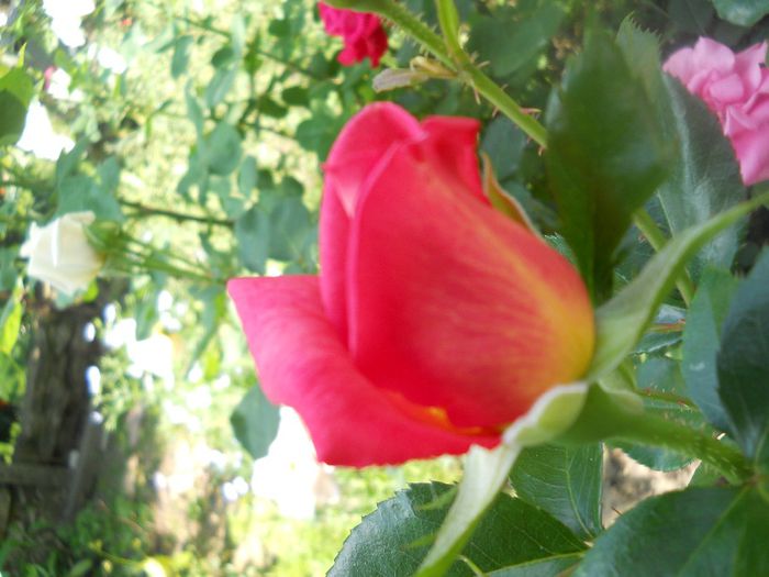DSCN6396
