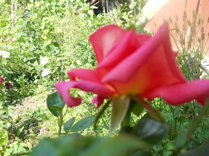DSCN6397