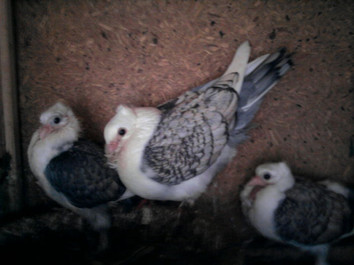 mai am decat f 30 lei