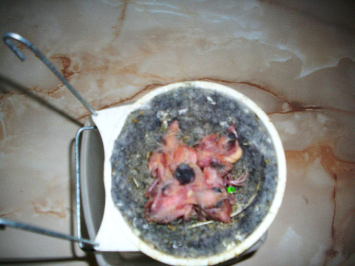 CANARI LA CUIB 2014 001