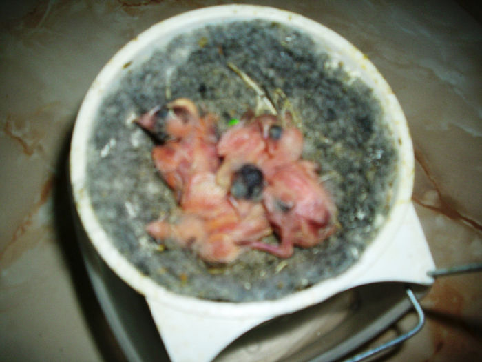 CANARI LA CUIB 2014 003