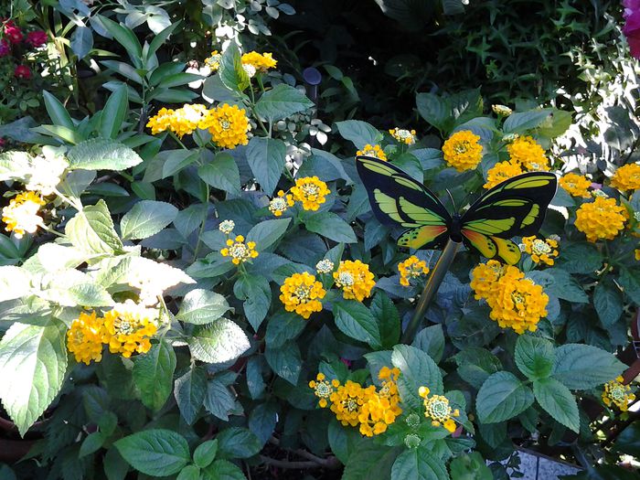 lantana galbena