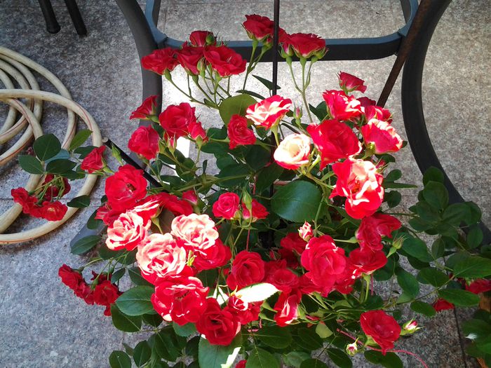 dar sunt minunati!lastari lungi cu buchete flori in varf - iunie 2014
