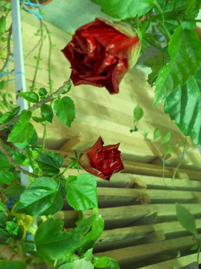 DSCN6418