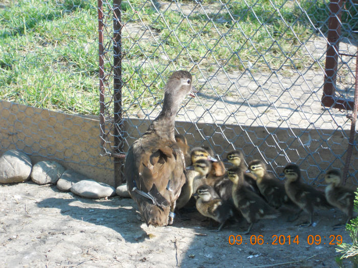 Mandarine Standard - Tineret-2014