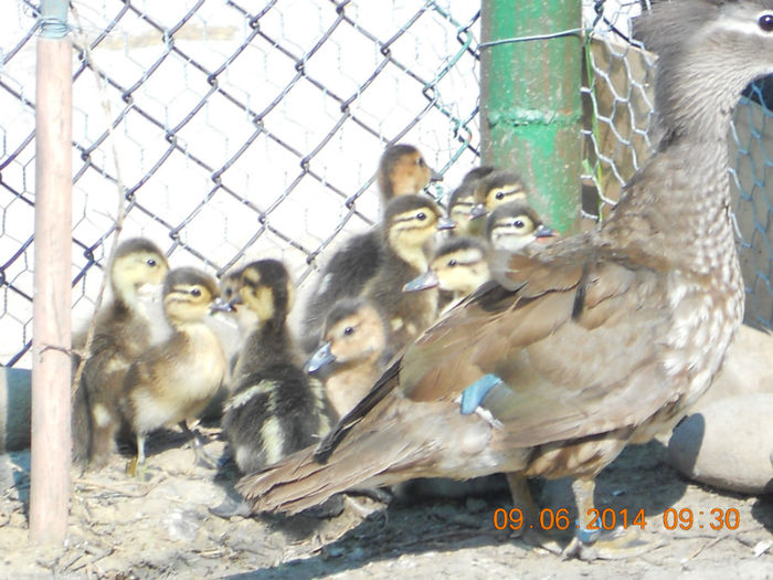 DSCN5959 - Tineret-2014