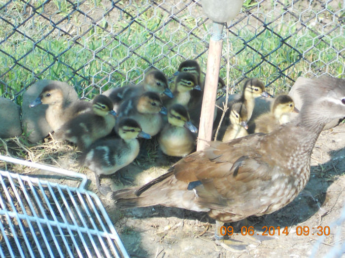 DSCN5960 - Tineret-2014