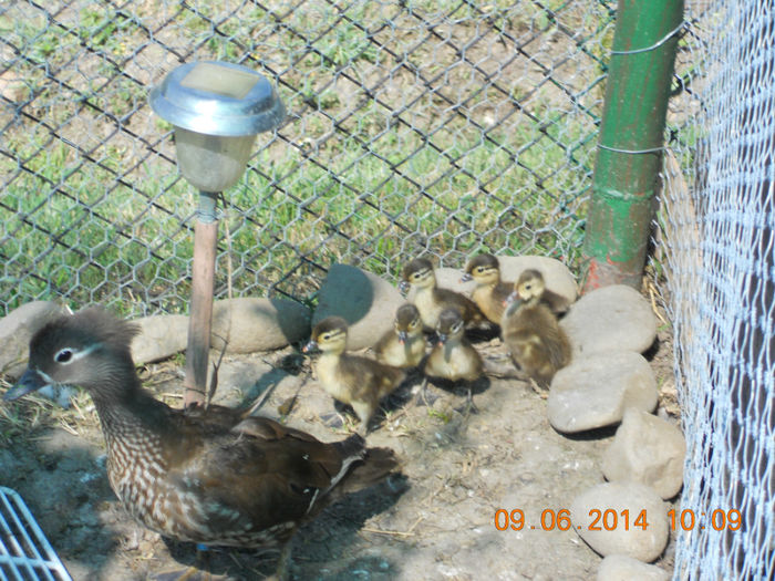 DSCN5962 - Tineret-2014