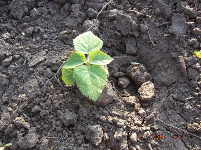 DSCF1684 - paulownia-2014