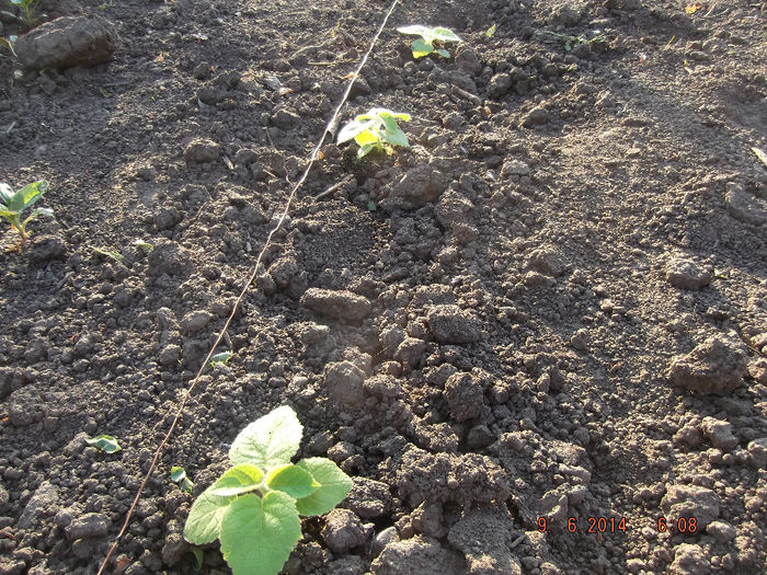 DSCF1686 - paulownia-2014