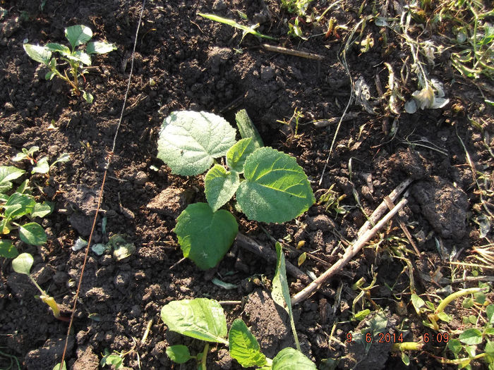 DSCF1688 - paulownia-2014