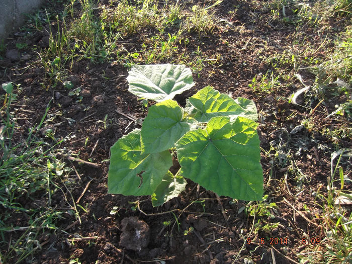 DSCF1691 - paulownia-2014