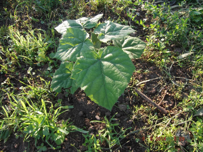 DSCF1690 - paulownia-2014