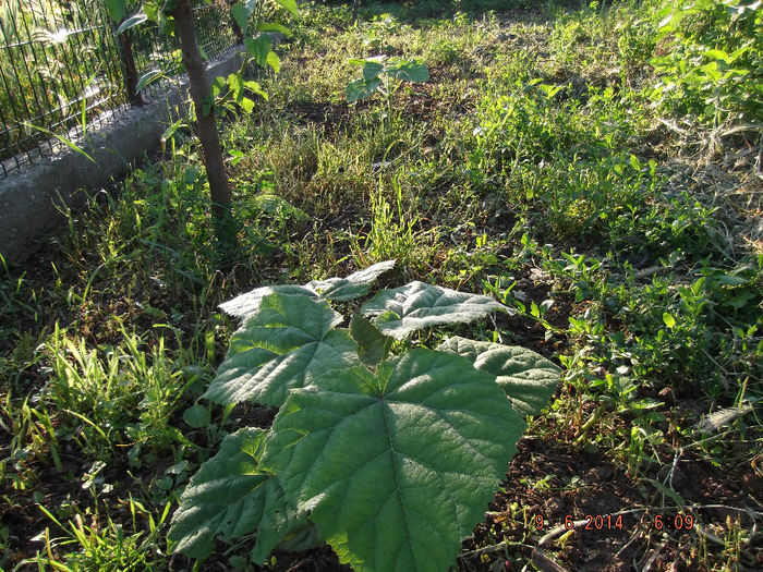 DSCF1689 - paulownia-2014