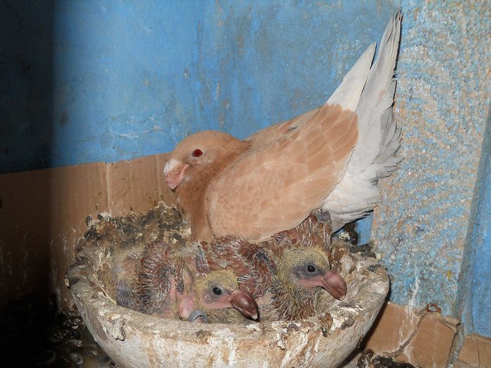 germani de frumusete