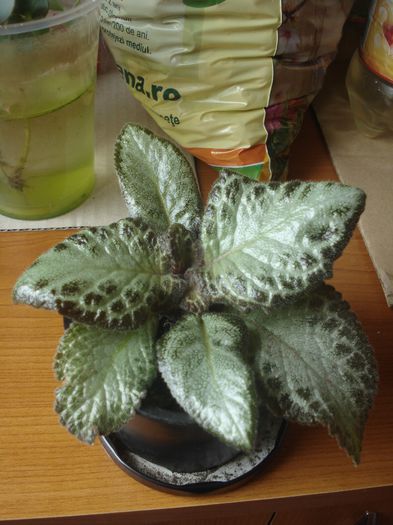 03.06.2014 - Episcia - flori de la Florentina Fontanini