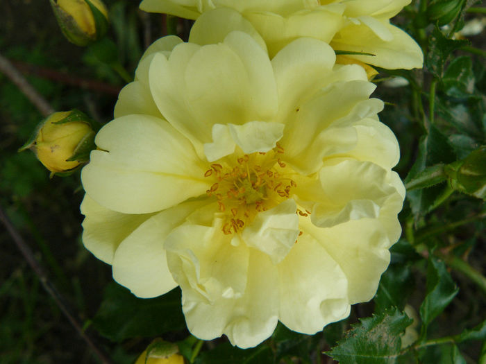 Sunny Rose - Trandafirii mei_2014