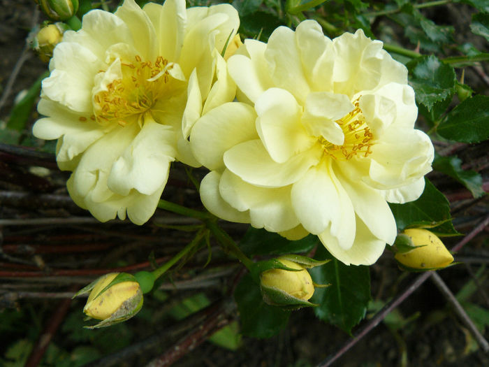 Sunny Rose - Trandafirii mei_2014