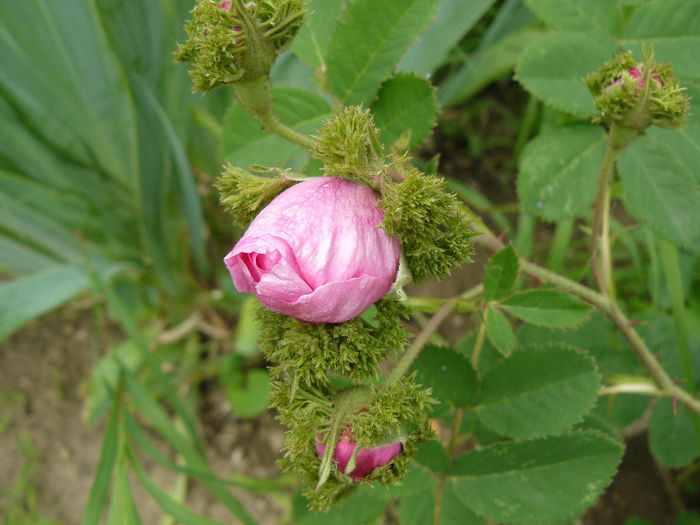 Chapeau  Napoleon (moss)