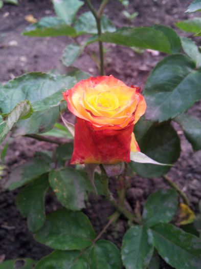 dimov 22 - trandafiri 00