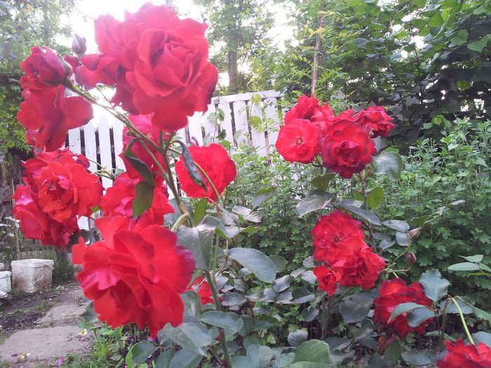 foc de tabara - trandafiri 00