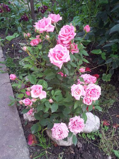 mini roz 1 - trandafiri 00