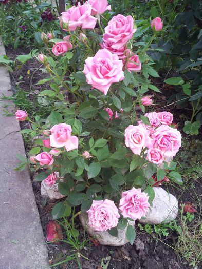 mini roz - trandafiri 00