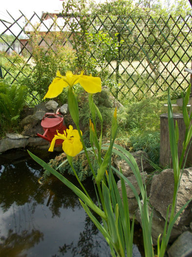 multumesc dl-ului cafcatalin; dupa al 2-lea an , asteptarea a meritat
