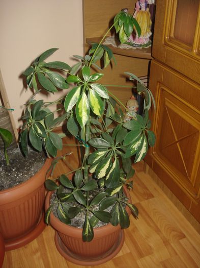 09.06.2014 - flori - Schefflera arboricola