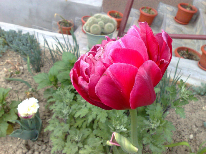  - B FLORI 2014 in gradina