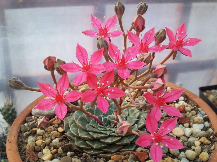 Graptopetalum bellum-Tacitus bellus