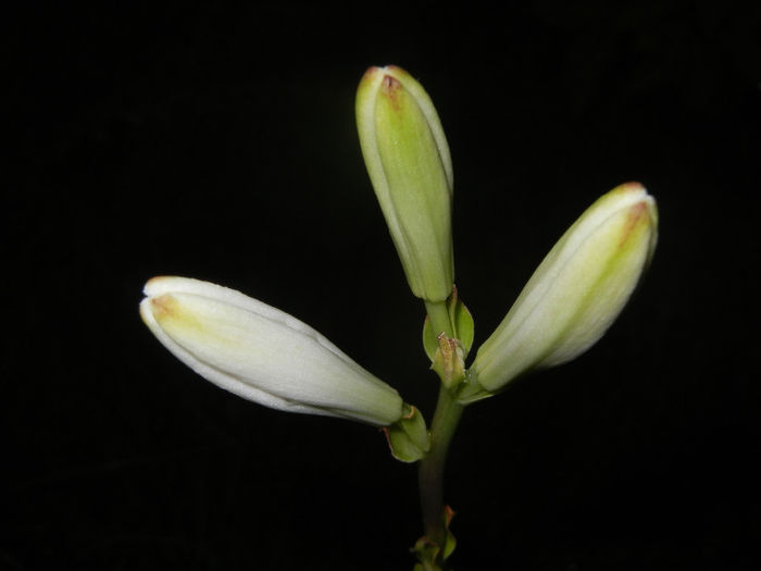 Madonna Lily (2014, June 06)