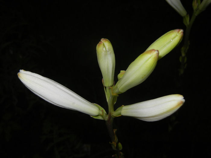 Madonna Lily (2014, June 06)