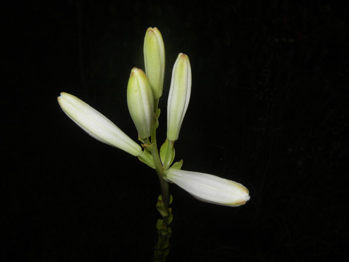 Madonna Lily (2014, June 06)