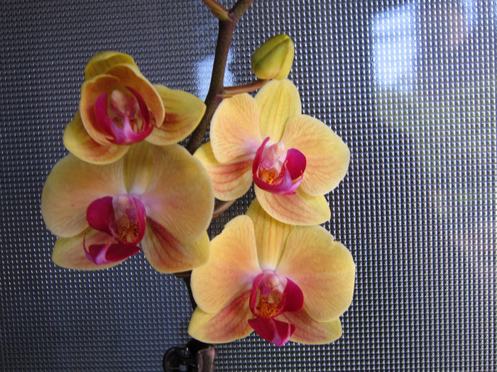 IMG_3085 - Orhidei