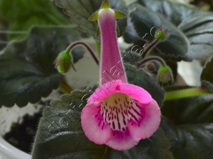 Sinningia Isa s Moonlit Dancer - GLOXINIA _ SINNINGIA__NEWS 2014