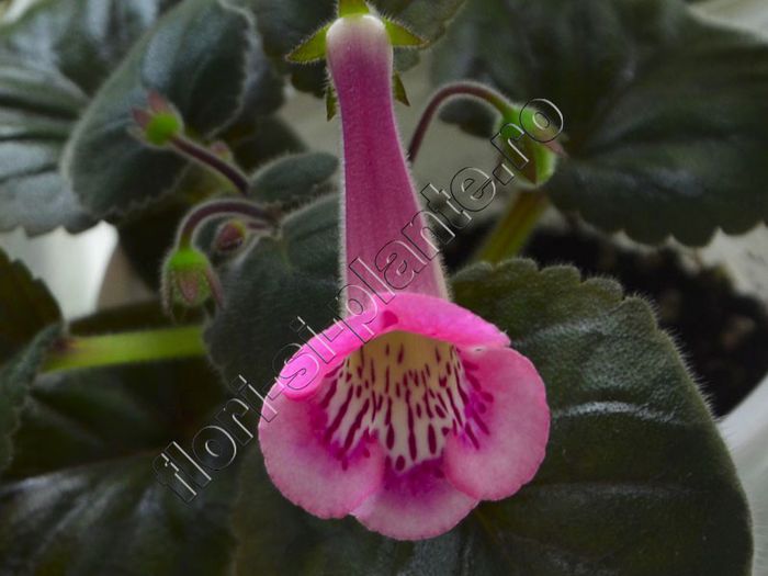 Sinningia Isa s Moonlit Dancer - GLOXINIA _ SINNINGIA__NEWS 2014