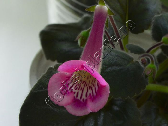 Sinningia Isa s Moonlit Dancer - GLOXINIA _ SINNINGIA__NEWS 2014