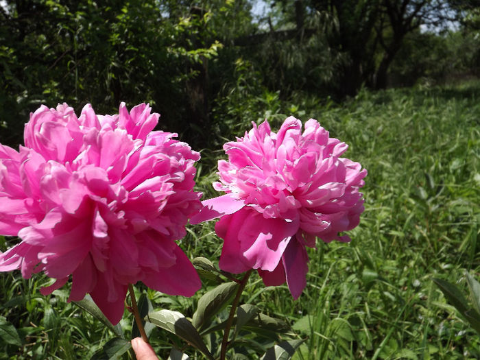 DSCF2955 - Flori amestec