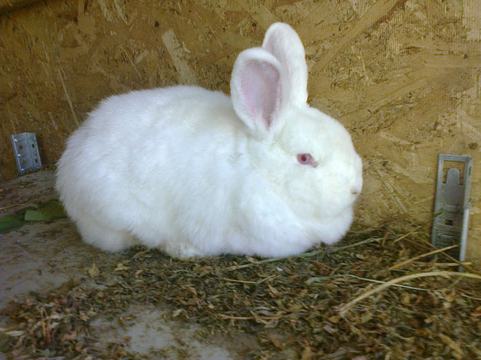 Am 6 luni - FEMELA 2 NEO